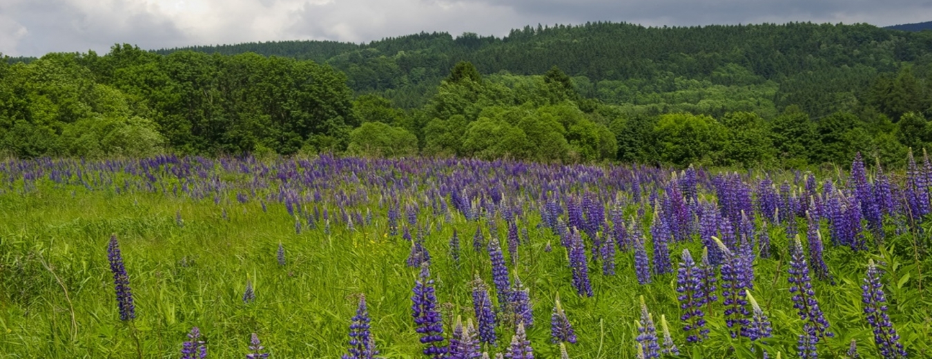 Krkonošské louky